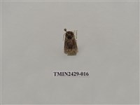 藏品(梯刺蛾)的圖片